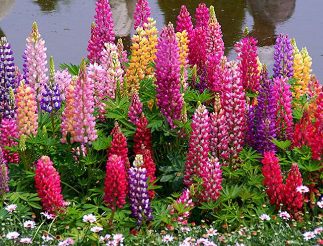 Beautiful Persistent Lupine plant 50 seeds - Vesta Market