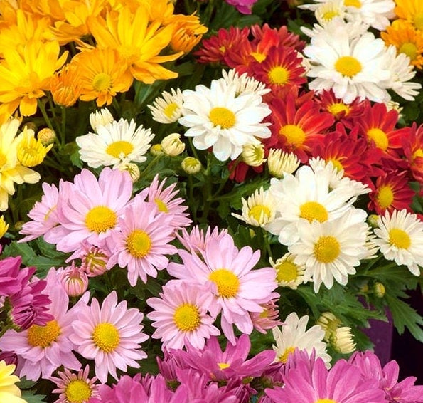 Pyrethrum mixed colors 100 seeds - Vesta Market