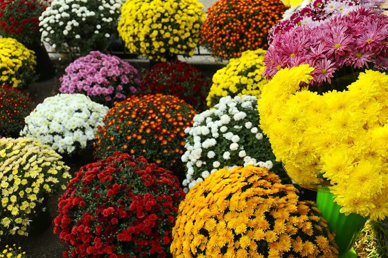 Pyrethrum mixed colors 100 seeds - Vesta Market