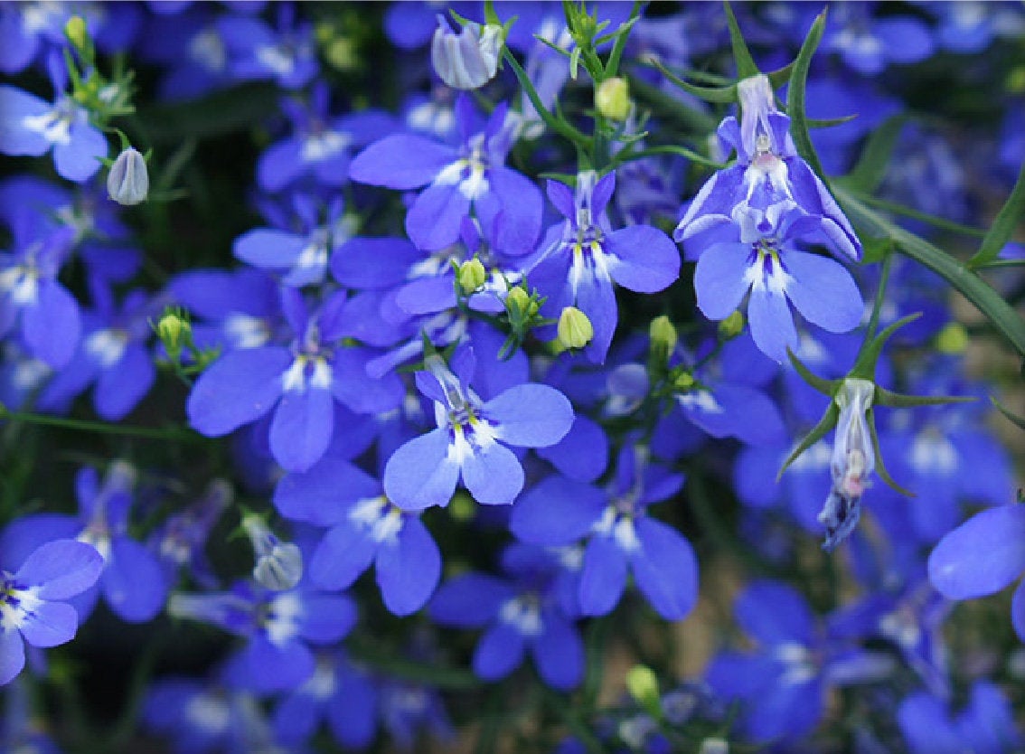 Lobelia Erinus carmine-red 400 seeds Hot Pink, White or Blue - Vesta Market