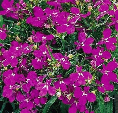 Lobelia Erinus carmine-red 400 seeds Hot Pink, White or Blue - Vesta Market