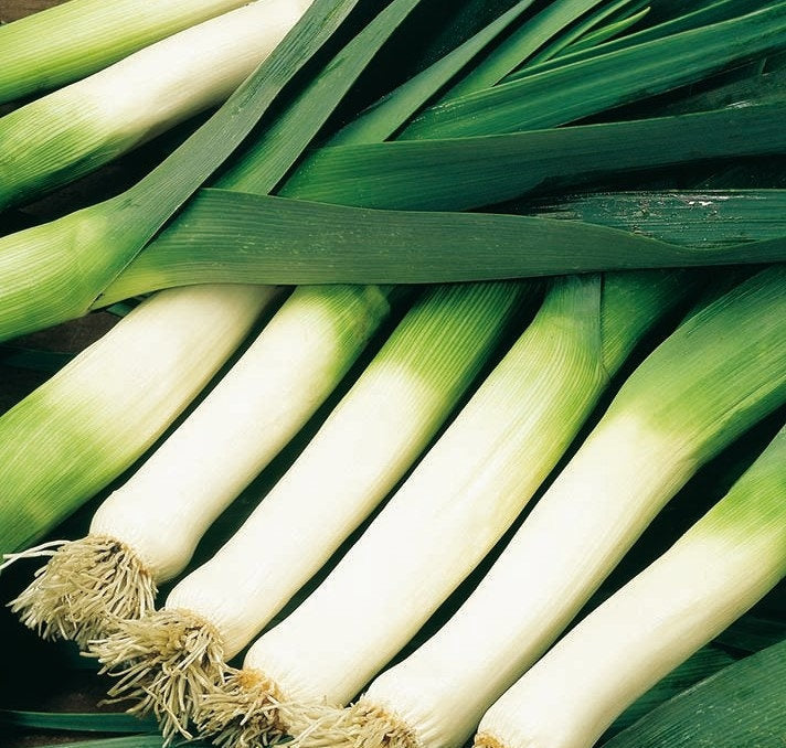 Leek Blauwgroene Winter 100 Seeds - Vesta Market