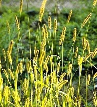 Green Bristlegrass 300 Seeds - Vesta Market