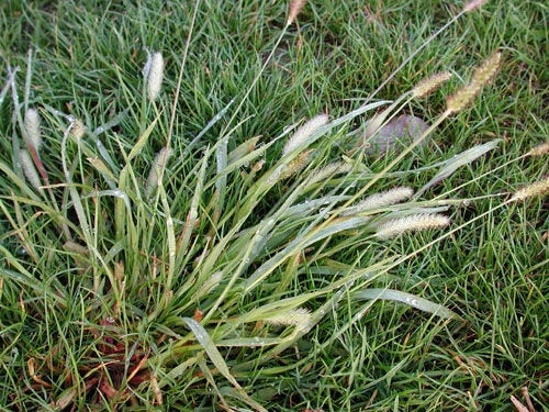 Green Bristlegrass 300 Seeds - Vesta Market