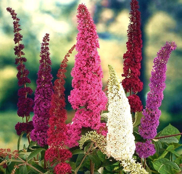 Budleja Flower Mixed Colors 20 Seeds - Vesta Market