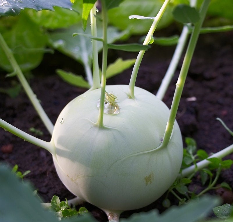 Kohlrabi Bohemia F1 20 Seeds - Vesta Market