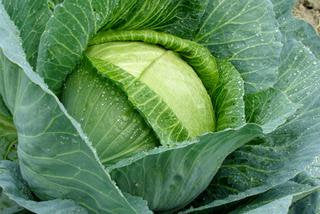 Cabbage Stone Head 100 Seeds - Vesta Market