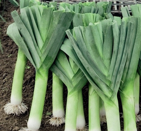 Leek Herbstriesen 2 100 Seeds - Vesta Market