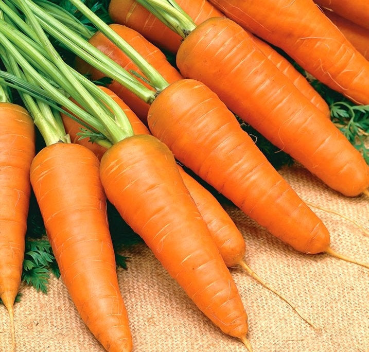 Chantenay Carrot 1000 seeds - Vesta Market