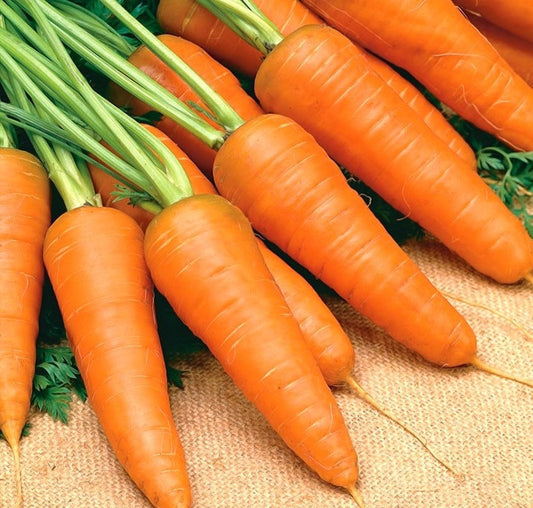 Chantenay Carrot 1000 seeds - Vesta Market