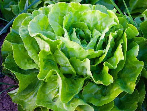 Lettuce Queen of May 200 seeds - Vesta Market