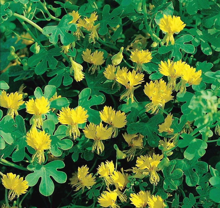 Canarybird Vine 40 Seeds - Vesta Market