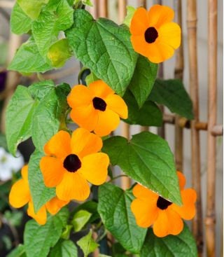 Tunbergia Orange or White 10 Seeds Vesta Market