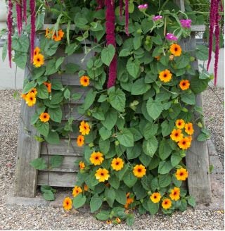 Tunbergia Orange or White 10 Seeds Vesta Market