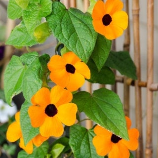 Tunbergia Orange or White 10 Seeds Vesta Market