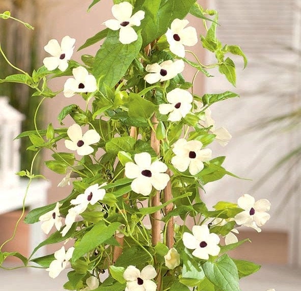 Tunbergia Orange or White 10 Seeds Vesta Market