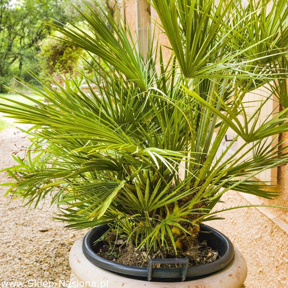 Palm Mixtures 5 seeds - Vesta Market