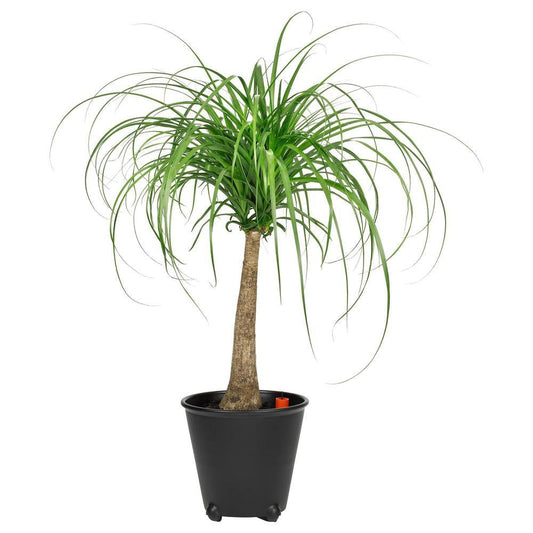 Ponytail Palm 7 seeds - Vesta Market