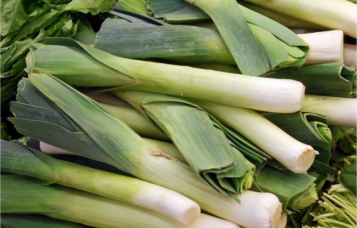 Leek Golem 100 seeds - Vesta Market