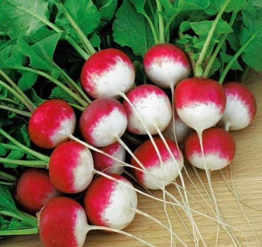 Radish Caro 5000 seeds - Vesta Market