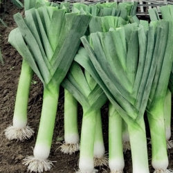 Leek Tango 100 seeds - Vesta Market