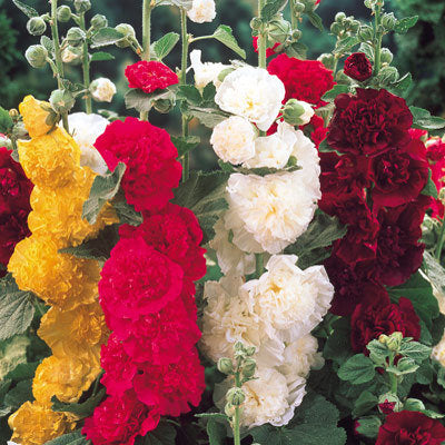 Althaea Rosea Hollyhock Mix colors 50 seeds - Vesta Market
