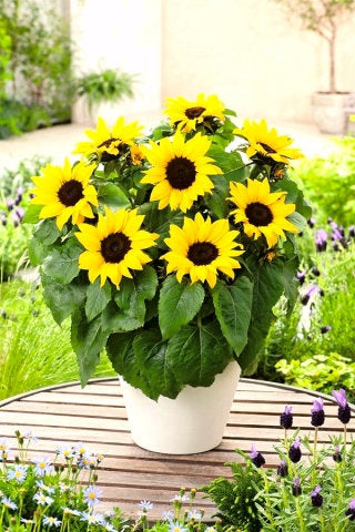 potted sunflower plants Polino Cola Potted Sunflower – Helianthus annuus – 50 Seeds