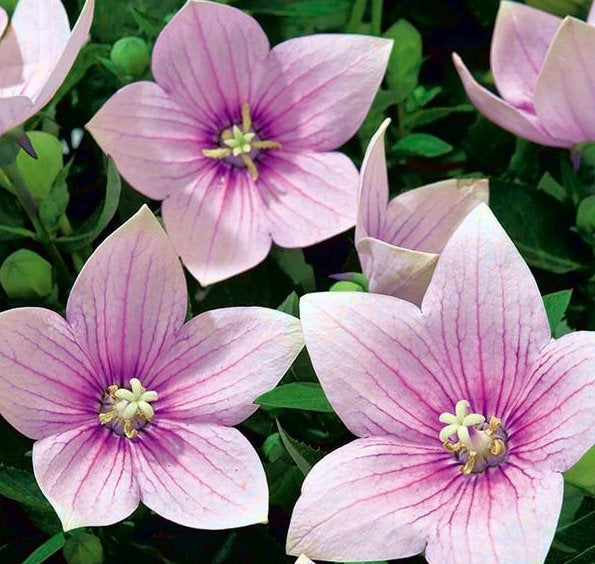 Platycodon 100 seeds - Vesta Market