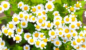 Camomile - Vesta Market