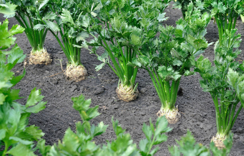 Celery Nugget 200 Seeds - Vesta Market