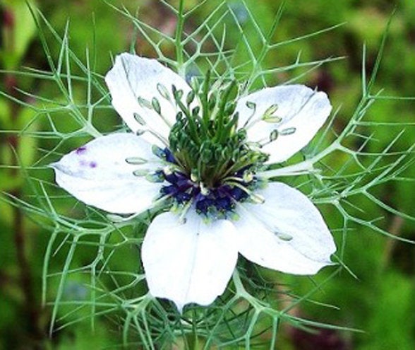 Black Cumin Nigella sativa 500 seeds - Vesta Market