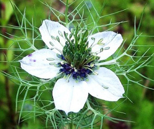 Black Cumin Nigella sativa 500 seeds - Vesta Market