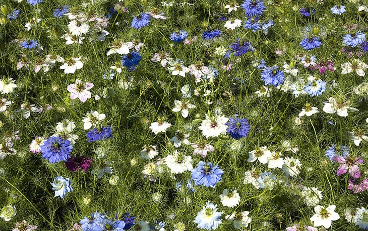 Black Cumin Nigella sativa 500 seeds - Vesta Market