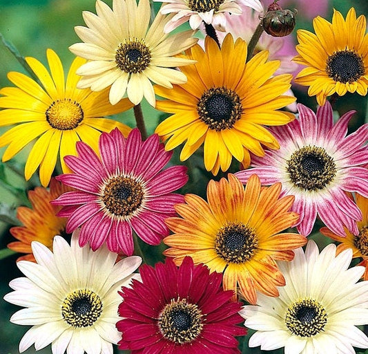 Arktotis, Bear's Ear mixed colors 300 seeds - Vesta Market