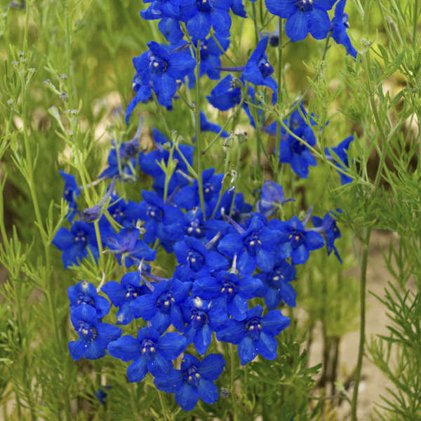 300 seeds Large-leaved Siberian Larkspur - Blue - Vesta Market