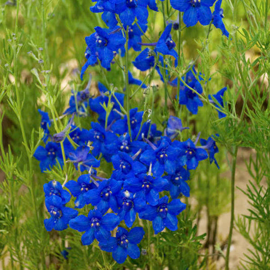 300 seeds Large-leaved Siberian Larkspur - Blue - Vesta Market