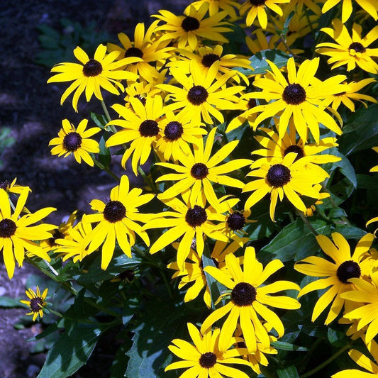 Yellow Coneflower Seeds Vesta Market