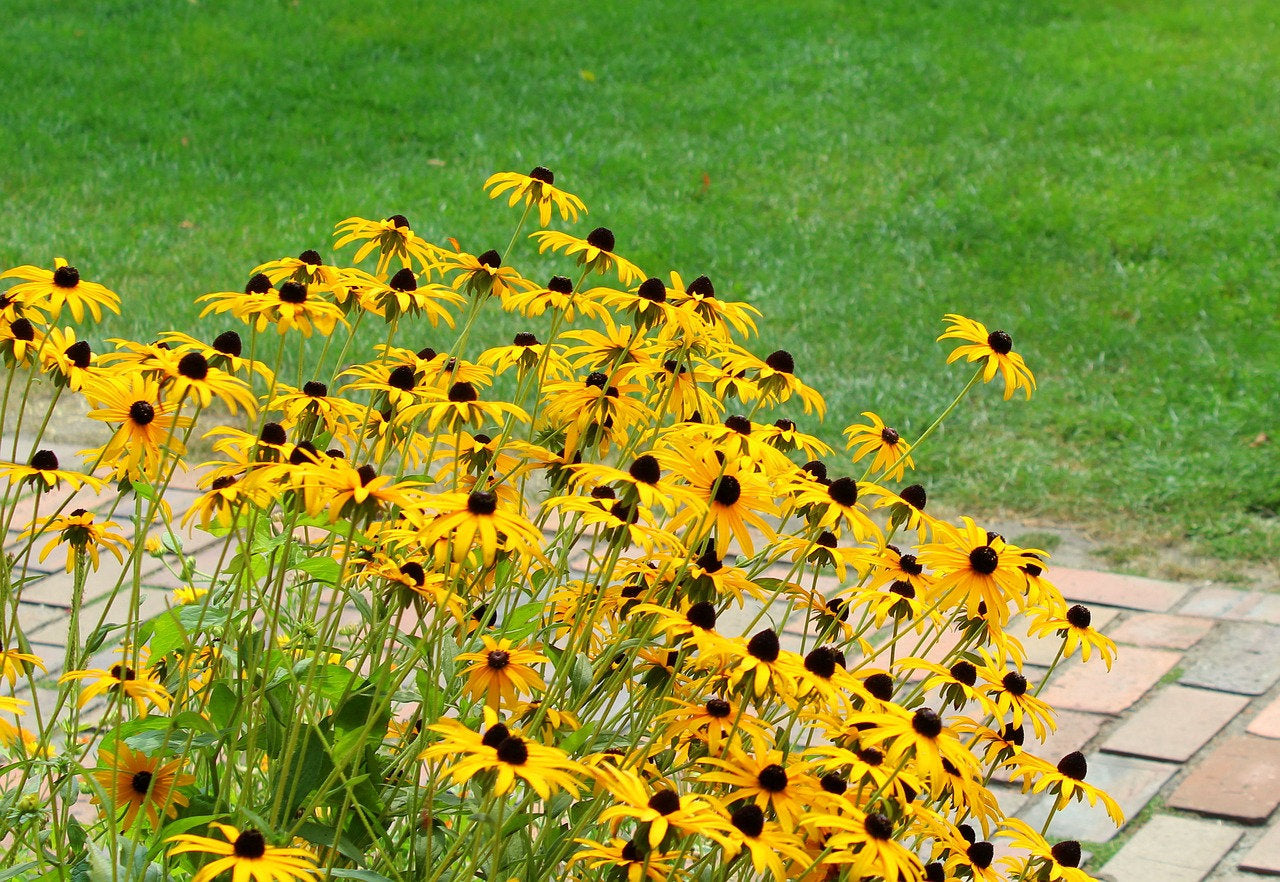 Yellow Coneflower Seeds Vesta Market