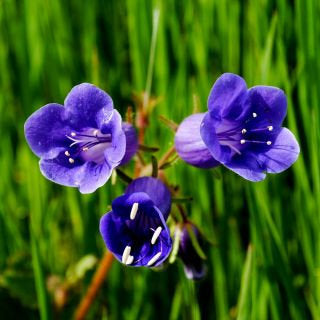 Bellflower Phacelia Flower Seeds - Vesta Market