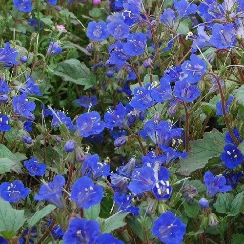 Bellflower Phacelia Flower Seeds - Vesta Market