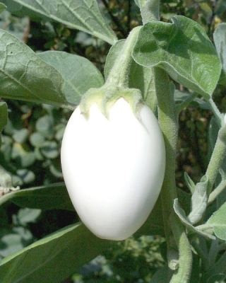 Eggplant Golden Eggs plant seeds - Vesta Market