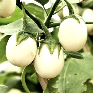 Eggplant Golden Eggs plant seeds - Vesta Market