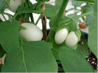 Eggplant Golden Eggs plant seeds - Vesta Market