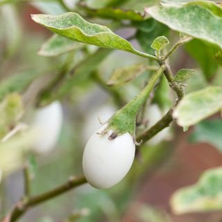 Eggplant Golden Eggs plant seeds - Vesta Market