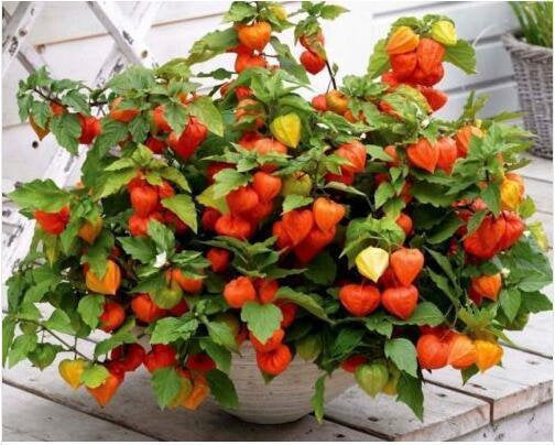 Brazilian Raisin Seeds non-GMO 100 seeds - Vesta Market