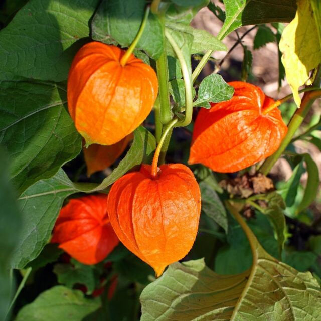 Brazilian Raisin Seeds non-GMO 100 seeds - Vesta Market