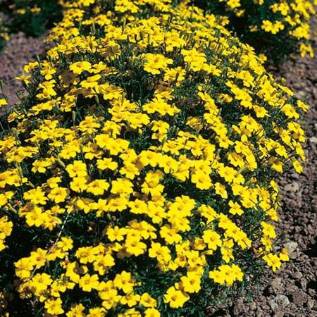 Tagetes Tenuifolia Yellow 1000 seeds Vesta Market