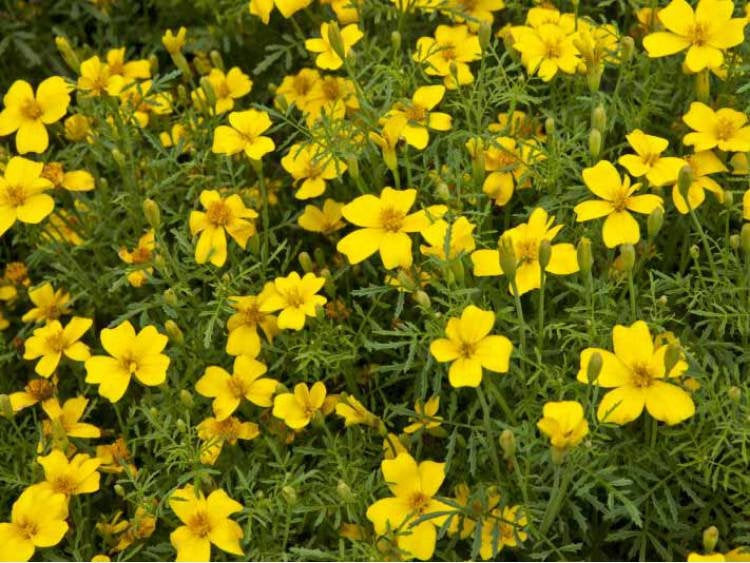 Tagetes Tenuifolia Yellow 1000 seeds Vesta Market