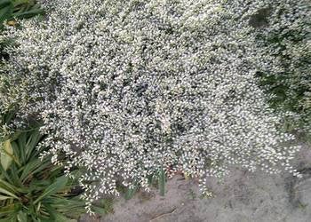 Tartar Discomfiture 100 seeds Vesta Market