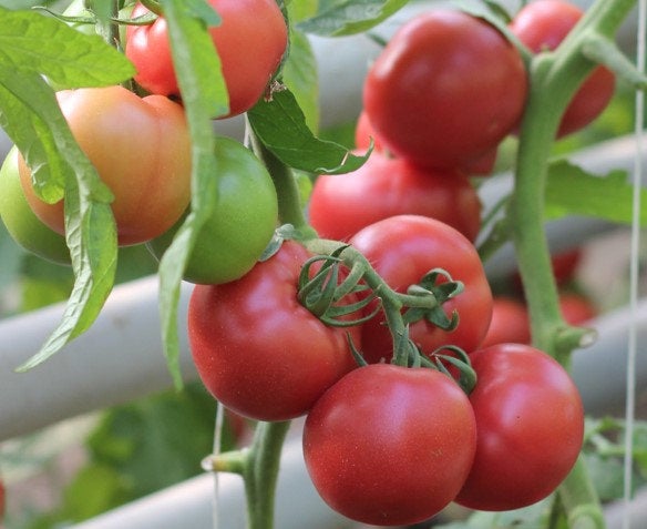 Perfect Baron F1 Tomato Seeds NON GMO - Vesta Market